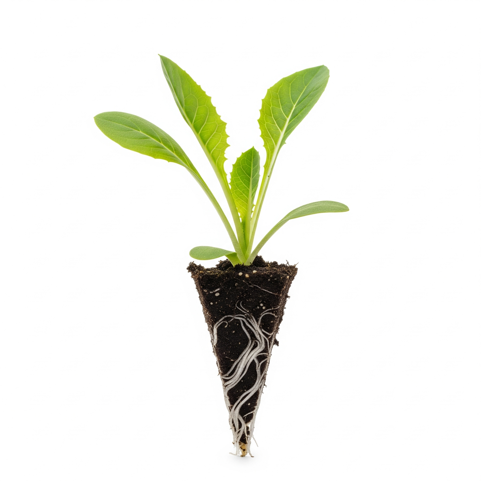 שתילים של חסה ראש חץ Arrowhead Lettuce - סטרטרים