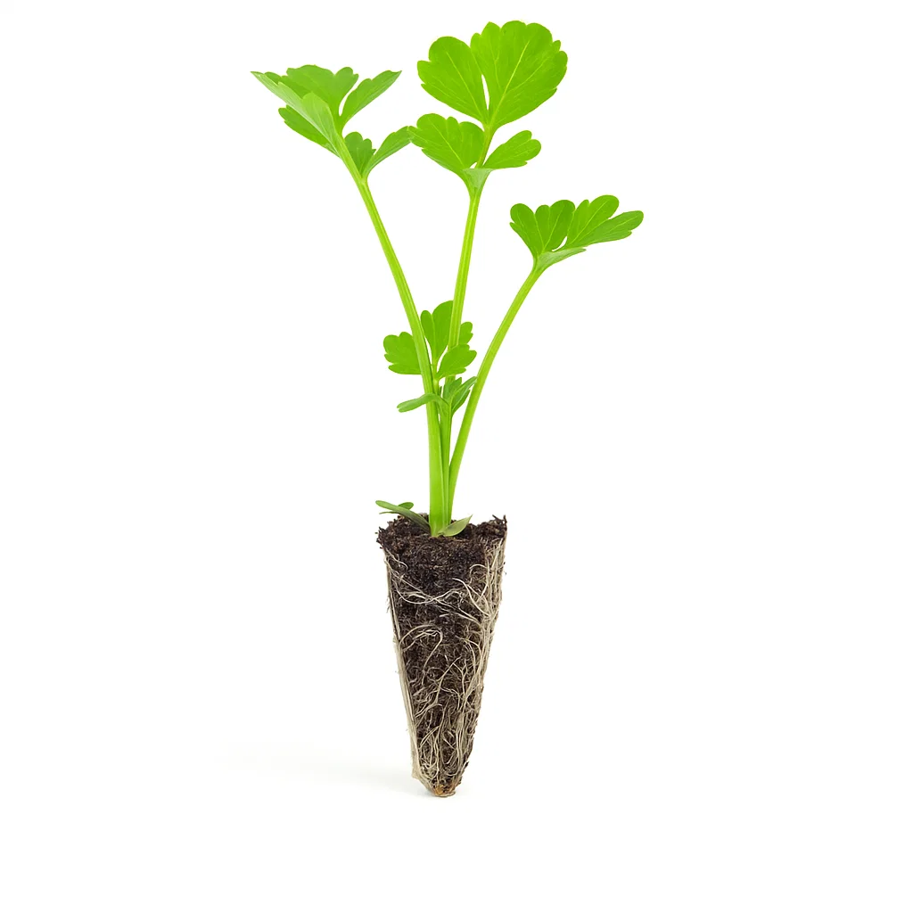 שתילים של פטרוזליה Parsley - (סטרטרים)