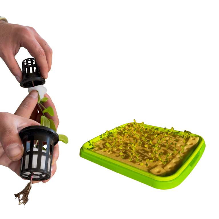 העברת שתיל מערכת ההנבטה אל כוס השתילה העברת שתיל מערכת ההנבטה אל כוס השתילה