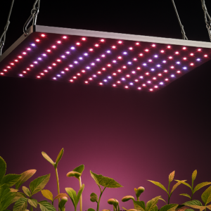 מנורת גידול