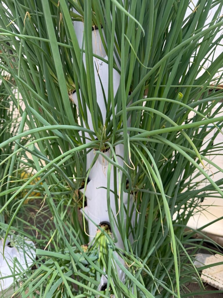 בצל ירוק רגע לפני קטיף בצל ירוק רגע לפני קטיף