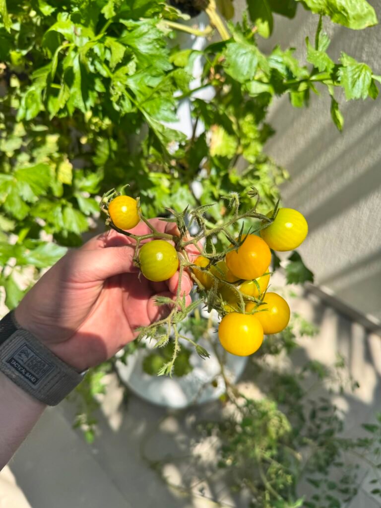 עגבניות שרי צהובות שגדלו על מגדל הידרופוני עגבניות שרי צהובות שגדלו על מגדל הידרופוני